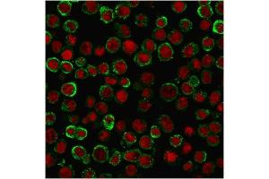 Immunofluorescent staining of MeOH-fixed HEK293 cells.