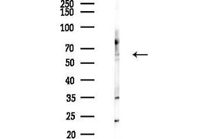 anti-Spermine Oxidase (SMOX) (Internal Region) antibody
