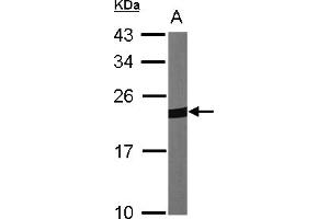 Western Blotting (WB) image for anti-Peroxiredoxin 1 (PRDX1) (AA 19-116) antibody (ABIN467365) (Peroxiredoxin 1 anticorps  (AA 19-116))