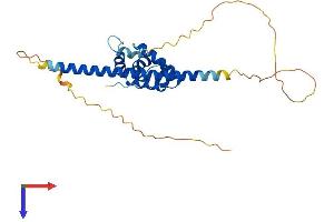 AlphaFold protein structure predicition of Human Recombinant CCDC106 Protein, UniprotID Q9BWC9