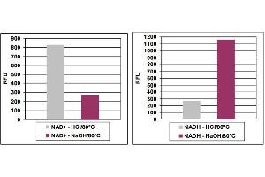 NAD+ /NADH Detection. (NAD+/NADH Assay Kit (Fluorometric))