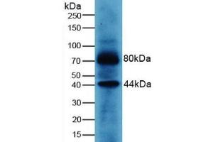 Detection of WNT3A in Human MCF7 Cells using Polyclonal Antibody to Wingless Type MMTV Integration Site Family, Member 3A (WNT3A)