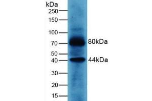 Detection of WNT3A in Human MCF7 Cells using Polyclonal Antibody to Wingless Type MMTV Integration Site Family, Member 3A (WNT3A) (WNT3A anticorps  (AA 1-290))