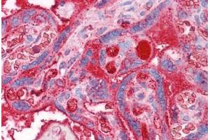 Human Placenta: Formalin-Fixed, Paraffin-Embedded (FFPE) (APOA2 anticorps  (AA 1-100))