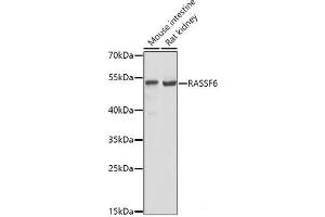 Western blot analysis of extracts of various cell lines using RASSF6 Polyclonal Antibody at dilution of 1:1000. (RASSF6 anticorps)