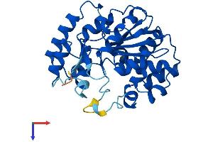 AlphaFold protein structure predicition of Mouse Recombinant Sult2a1 Protein, UniprotID P52843