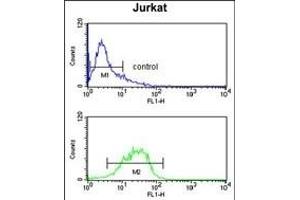 IGFALS Antibody (Center) (ABIN391690 and ABIN2841595) flow cytometry analysis of Jurkat cells (bottom histogram) compared to a negative control cell (top histogram). (IGFALS anticorps  (AA 308-335))