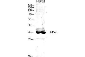 Western Blot (WB) analysis of specific cells using FAS-L Polyclonal Antibody. (FASL anticorps  (Internal Region))
