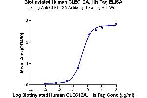 Immobilized Anti-CLEC12A Antibody, hFc Tag at 1 μg/mL (100 μL/well) on the plate. (CLEC12A Protein (AA 65-265) (His-Avi Tag,Biotin))