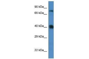 Western Blot showing Slc7a3 antibody used at a concentration of 1.