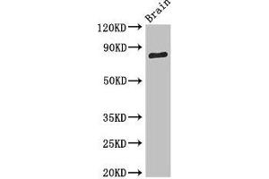 Western Blot Positive WB detected in: Mouse brain tissue All lanes: SV2B antibody at 3. (SV2B anticorps  (AA 1-108))