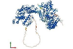 AlphaFold protein structure predicition of Human Recombinant NOS2 Protein, UniprotID P35228