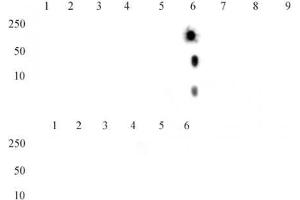 Histone H4K20me2 antibody (mAb) tested by dot blot analysis. (Histone H4 anticorps  (2meLys20))