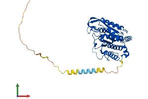 AlphaFold protein structure predicition of Human Recombinant QPCTL Protein, UniprotID Q9NXS2