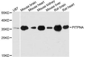 Western blot analysis of extracts of various cell lines, using PITPNA antibody. (PITPNA anticorps  (AA 211-270))