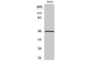 Western Blotting (WB) image for anti-Jun D Proto-Oncogene (JUND) (pSer100), (pSer73) antibody (ABIN3172853) (JunD anticorps  (pSer73, pSer100))