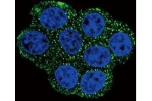 Confocal immunofluorescent analysis of SDHD antibody with HeLa cells followed by Alexa Fluor 488-conjugated goat anti-rabbit lgG (green).
