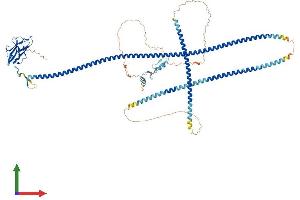 AlphaFold protein structure predicition of Human Recombinant TAX1BP1 Protein, UniprotID Q86VP1