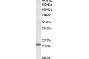 Western Blotting (WB) image for anti-IMP3, U3 Small Nucleolar Ribonucleoprotein (IMP3) (AA 40-53) antibody (ABIN793143) (IMP3 anticorps  (AA 40-53))