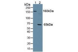 Western blot analysis of (1) Mouse Serum and (2) Human Jurkat Cells. (PTPRJ anticorps  (AA 567-842))
