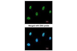 ICC/IF Image Immunofluorescence analysis of paraformaldehyde-fixed A549, using SESN3, antibody at 1:200 dilution.