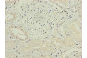 Immunohistochemistry of paraffin-embedded human kidney tissue using ABIN7148927 at dilution of 1:100
