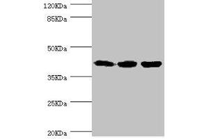 FIBP Antikörper  (AA 1-364)