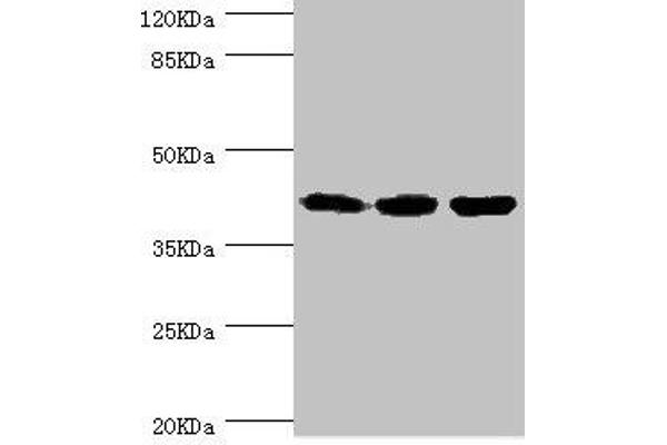FIBP Antikörper  (AA 1-364)