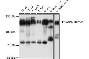 Western blot analysis of extracts of various cell lines, using K/K/TRIM28 antibody  at 1:1000 dilution. (KAP1 anticorps  (AA 576-835))