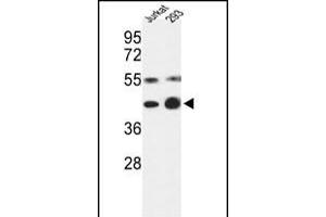 Western blot analysis of COPS3 Antibody (Center) (ABIN392341 and ABIN2841982) in Jurkat, 293 cell line lysates (35 μg/lane). (COPS3 anticorps  (AA 98-130))