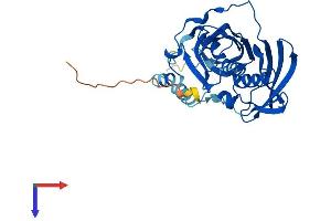 AlphaFold protein structure predicition of Mouse Recombinant Acot8 Protein, UniprotID P58137