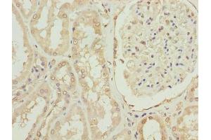 Immunohistochemistry of paraffin-embedded human kidney tissue using ABIN7166783 at dilution of 1:100 (OVOL1 anticorps  (AA 9-267))