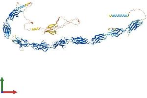 AlphaFold protein structure predicition of Mouse Recombinant Fndc3a Protein, UniprotID Q8BX90