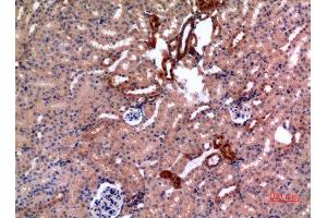 Immunohistochemistry (IHC) analysis of paraffin-embedded Mouse Kidney, antibody was diluted at 1:100. (E2F4 anticorps)