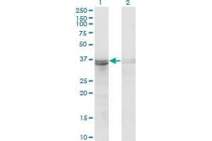Western Blot analysis of FRZB expression in transfected 293T cell line by FRZB monoclonal antibody (M06), clone 3F4. (FRZB anticorps  (AA 102-190))