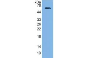 Rabbit Detection antibody from the kit in WB with Positive Control: Human Serum. (CFP Kit CLIA)