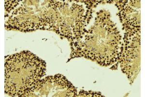 ABIN6268860 at 1/100 staining Mouse testis tissue by IHC-P. (Cyclin A1 anticorps)