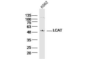 K562 lysates probed with LCAT Polyclonal Antibody, Unconjugated  at 1:300 dilution and 4˚C overnight incubation. (LCAT anticorps  (AA 151-250))