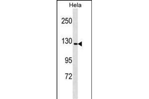GTF2IRD1 Antibody (N-term) (ABIN1539605 and ABIN2849623) western blot analysis in Hela cell line lysates (35 μg/lane). (GTF2IRD1 anticorps  (N-Term))