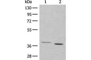 Western blot analysis of 293T cell lysates using GALR1 Polyclonal Antibody at dilution of 1:500 (Galanin Receptor 1 anticorps)