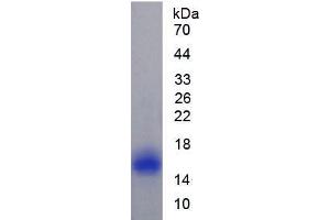 SDS-PAGE analysis of Rat Caveolin 1 Protein. (Caveolin-1 Protéine)
