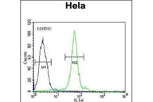 CTDSPL Antibody (N-term) (ABIN653994 and ABIN2843931) flow cytometric analysis of Hela cells (right histogram) compared to a negative control cell (left histogram). (CTDSPL anticorps  (N-Term))