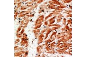 Immunohistochemical analysis of COX4-2 staining in human heart formalin fixed paraffin embedded tissue section. (COX4I2 anticorps)
