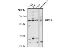 Western blot analysis of extracts of various cell lines, using CHRND antibody (ABIN6133227, ABIN6138596, ABIN6138597 and ABIN6214735) at 1:3000 dilution.