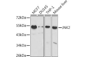 Western blot analysis of extracts of various cell lines, using JNK2 antibody (ABIN3021848, ABIN3021849, ABIN3021850 and ABIN1513115) at 1:1000 dilution.