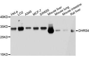 Western blot analysis of extracts of various cell lines, using DHRS4 antibody. (DHRS4 anticorps  (AA 1-278))