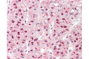 Anti-PSMD1 / S1 antibody IHC staining of human adrenal.