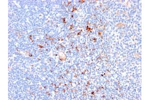Formalin-fixed, paraffin-embedded human Tonsil stained with CD163 Mouse Monoclonal Antibody (M130/2164). (CD163 anticorps  (AA 43-196))