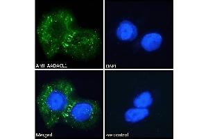 ABIN238671 Immunofluorescence analysis of paraformaldehyde fixed A431 cells, permeabilized with 0. (NCEH1 anticorps  (C-Term))