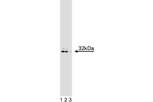 Western blot analysis of DARPP-32 on rat brain lysate. (DARPP32 anticorps  (AA 70-181))